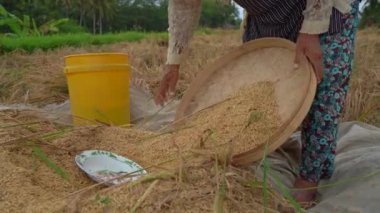 Çiftçiler pirinç tanelerini saplarından ayırırlar. Pirinç hasadı.