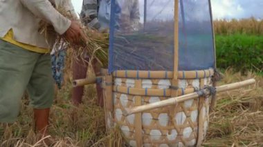 Çiftçiler pirinç tanelerini saplarından ayırırlar. Pirinç hasadı.