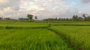 Gün batımında güzel bir pirinç tarlasının havadan çekimi. Güneydoğu Asya 'ya seyahat