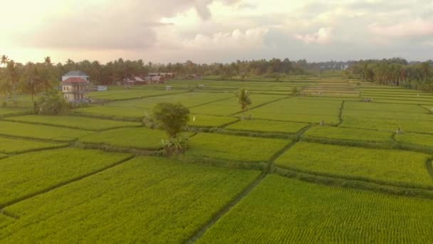Flygfoto av ett vackert risfält under solnedgången. Res till Sydostasien — Stockvideo