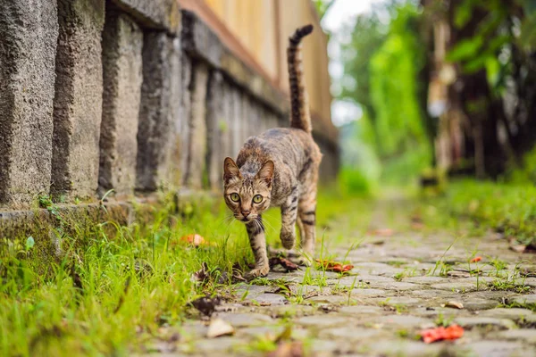 Lindo gato caminando en un estrecho y acogedor calle Ubud — Foto de Stock