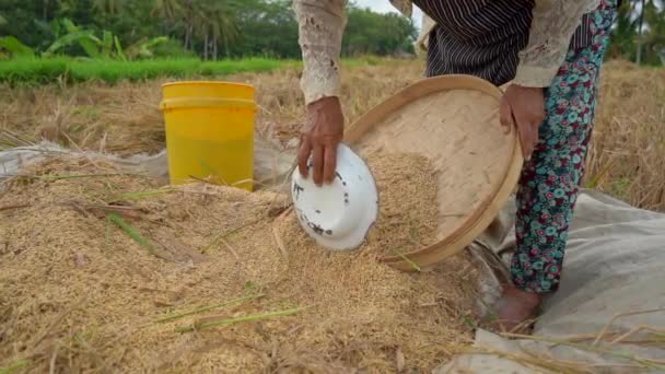 Os agricultores separam os grãos de arroz dos caules. Colheita de arroz. slow motion vídeo — Vídeo de Stock