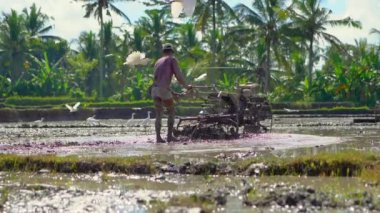 Güneydoğu Asya 'daki çiftçiler el traktörü kullanarak pirinç tarlası sürüyorlar. Asya 'ya seyahat. Yavaş çekim videosu