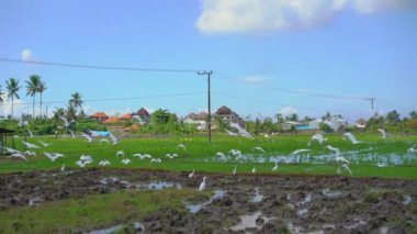 Asya 'da yeni sürülmüş pirinç tarlasında balıkçıl sürüsü. Yavaş çekim