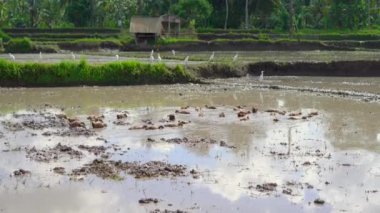 Pirinç tarlasında bir sürü ördek