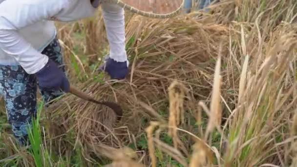 Los agricultores separan los granos de arroz de los tallos. Cosecha de arroz. vídeo en cámara lenta — Vídeo de stock