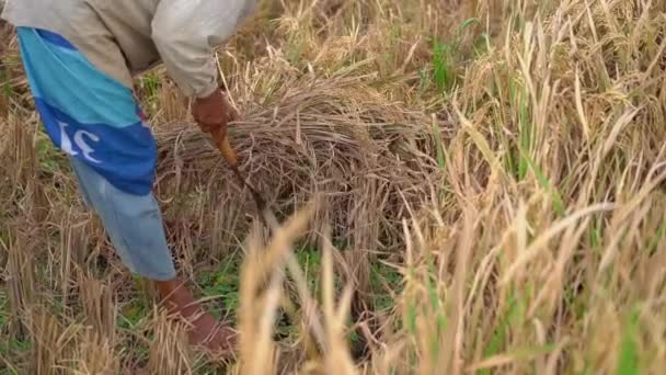 Фермеры отделяют рисовое зерно от стеблей. Сбор риса. slowmotion video — стоковое видео