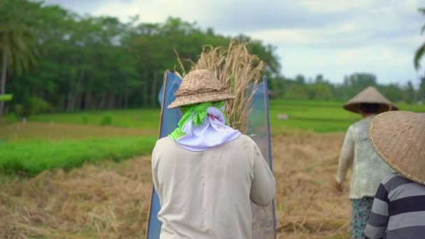 Os agricultores separam os grãos de arroz dos caules. Colheita de arroz. slow motion vídeo — Vídeo de Stock