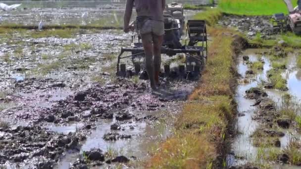 Jordbrukare i Sydostasien plöjer ett risfält med hjälp av en handtraktor. Res till Asien konceptet. slowmotion video — Stockvideo