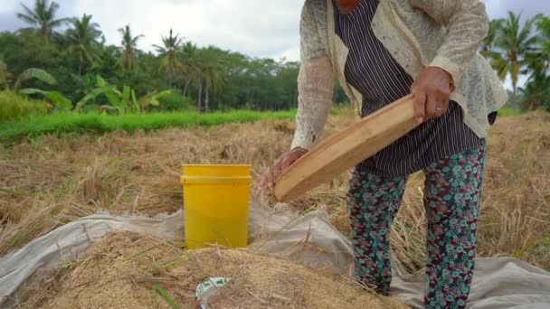 Os agricultores separam os grãos de arroz dos caules. Colheita de arroz. slow motion vídeo — Vídeo de Stock