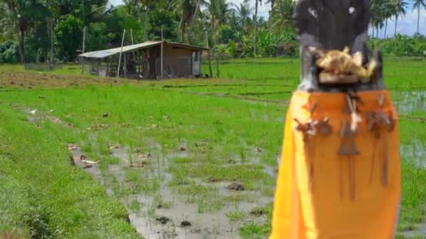 Massor av ankor på ett risfält — Stockvideo
