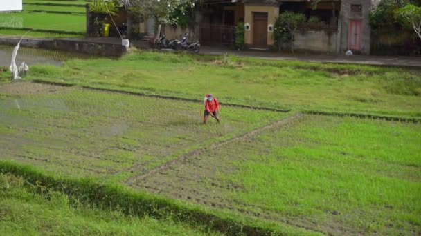 Egy személy peszticidekkel kezeli a rizsföldeket. lassított mozgású videó — Stock videók
