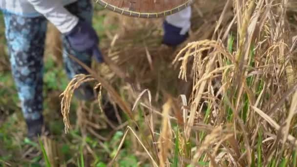 Çiftçiler pirinç tanelerini saplarından ayırırlar. Pirinç hasadı. Yavaş çekim videosu — Stok video