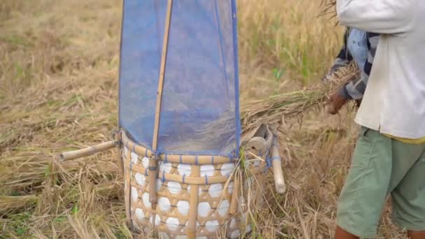 Os agricultores separam os grãos de arroz dos caules. Colheita de arroz. slow motion vídeo — Vídeo de Stock