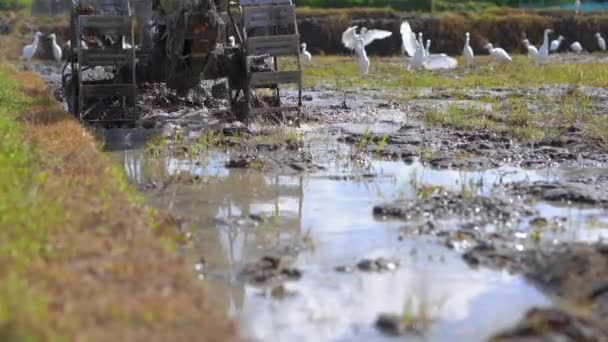 Farmáři v jihovýchodní Asii orají rýžové pole pomocí ručního traktoru. Cestování do Asie. zpomalené video — Stock video