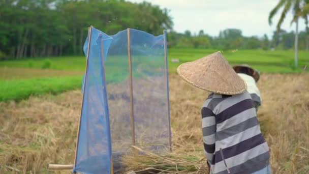 Los agricultores separan los granos de arroz de los tallos. Cosecha de arroz. vídeo en cámara lenta — Vídeo de stock