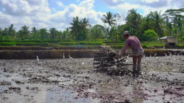 Agricultores do Sudeste Asiático lavram um campo de arroz usando um trator manual. Viajar para a Ásia conceito. slow motion vídeo — Vídeo de Stock