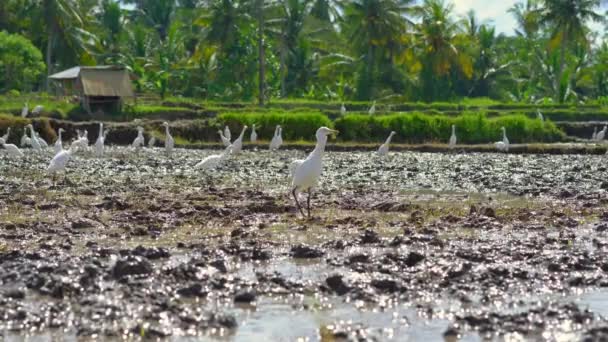 Manada de garzas en un campo de arroz recién arado en Asia — Vídeos de Stock