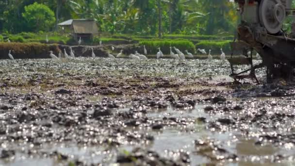 Фермеры Юго-Восточной Азии пашут рисовое поле с помощью ручного трактора. Концепция путешествия в Азию — стоковое видео