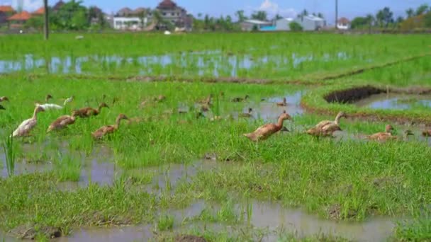 Un sacco di anatre su una risaia — Video Stock