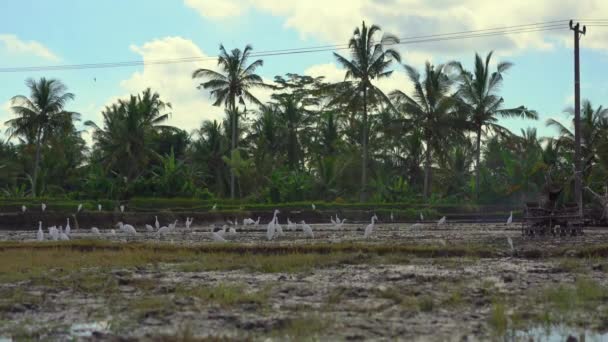 Kudde reigers op een vers geploegd rijstveld in Azië — Stockvideo