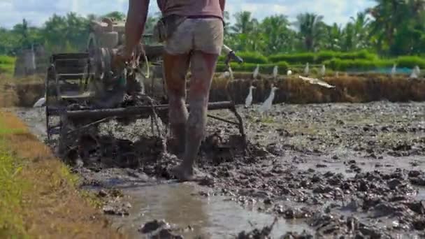 Jordbrukare i Sydostasien plöjer ett risfält med hjälp av en handtraktor. Resor till Asien-konceptet — Stockvideo