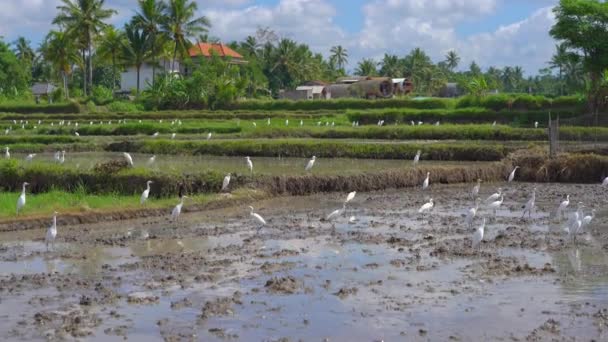 Rebanho de garças em um campo de arroz recém-lavrado na Ásia — Vídeo de Stock