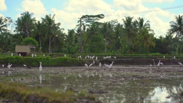 Rebanho de garças em um campo de arroz recém-lavrado na Ásia — Vídeo de Stock