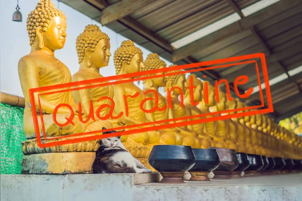 Quarantena a causa dell'epidemia di coronavirus covid19 Il gatto siede sullo sfondo di statue di Buddha, Faccia di buddha d'oro, Thailandia, Asia — Foto Stock