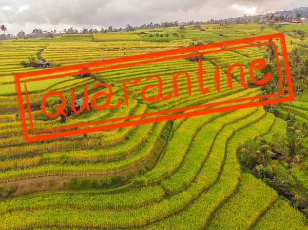 Καραντίνα λόγω επιδημίας coronavirus covid19 Αεροφωτογραφία από ιπτάμενο drone με πράσινα ορυζώνες στην ύπαιθρο Γη με καλλιεργημένα φυτά ορυζώνα. Μπαλί, Ινδονησία — Φωτογραφία Αρχείου