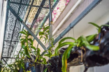 Suyun birden fazla çıkışını sulamak için akıntı