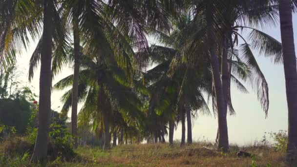 Una hermosa fila de palmeras durante el atardecer — Vídeos de Stock