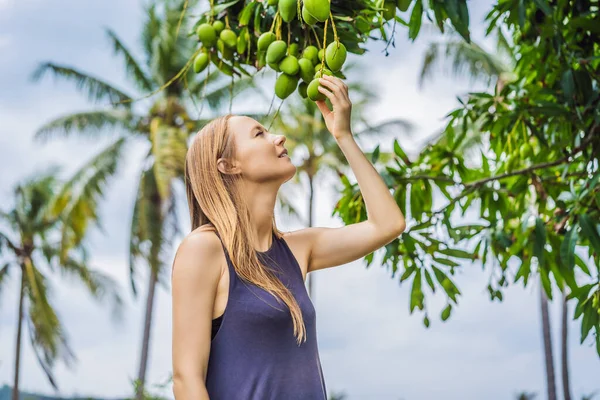Mujer joven oliendo fruta de mango en un árbol en el jardín. Cosecha. Cerca de la naturaleza — Foto de Stock