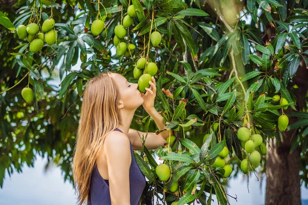Bahçedeki ağaçta mango meyvesi koklayan genç bir kadın. Hasat. Doğaya yakın. — Stok fotoğraf
