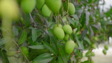 Bahçedeki bir ağaçta bir sürü yeşil mango meyvesi asılı. Hasat. Doğaya yakın.