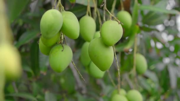 Muitas frutas verdes de manga penduradas em uma árvore no jardim. Colheita. Perto da natureza — Vídeo de Stock