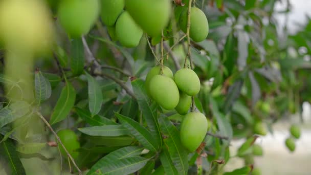 Viele grüne Mangofrüchte hängen an einem Baum im Garten. Ernten. Naturnah — Stockvideo