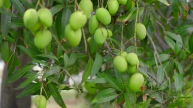 Bahçedeki bir ağaçta bir sürü yeşil mango meyvesi asılı. Hasat. Doğaya yakın.
