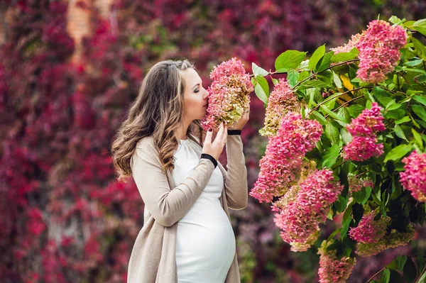 Una joven embarazada de pie en el seto rojo de otoño, oliendo una hortensia de flores. mujer embarazada relajándose en el parque . — Foto de Stock