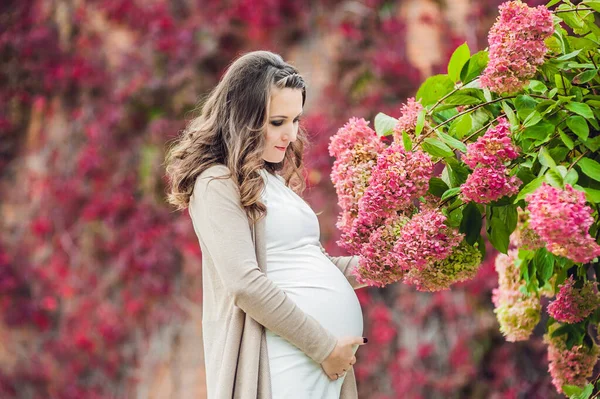 Una joven embarazada de pie en el seto rojo de otoño, oliendo una hortensia de flores. mujer embarazada relajándose en el parque . — Foto de Stock