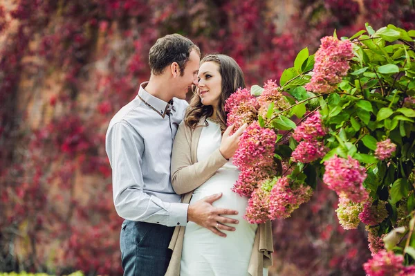 Беременная молодая женщина с мужем. Счастливая семья стоит у красной осенней изгороди, чувствуя запах цветка гортензии. беременная женщина отдыхает в парке . — стоковое фото