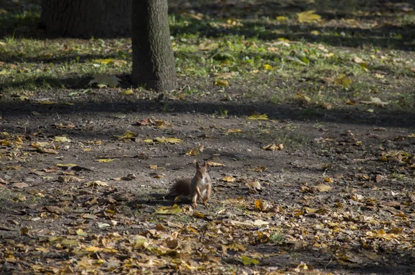 Ein Eichhörnchen frei in freier Wildbahn — Stockfoto