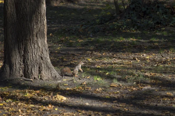 Ein Eichhörnchen frei in freier Wildbahn — Stockfoto