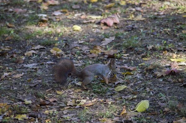 Ein Eichhörnchen frei in freier Wildbahn — Stockfoto