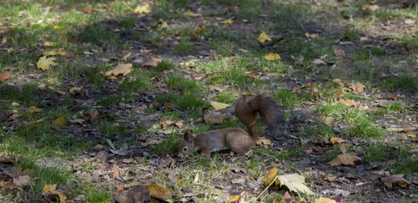 Ein Eichhörnchen frei in freier Wildbahn — Stockfoto