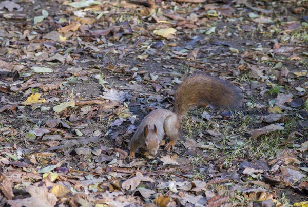 Orava vapaana luonnossa — kuvapankkivalokuva