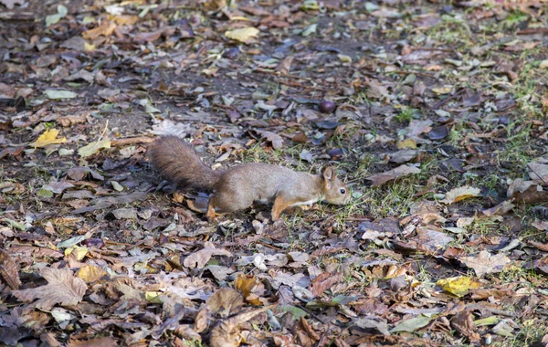 Uno scoiattolo libero in natura — Foto Stock