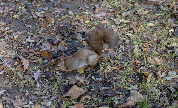 Uno scoiattolo libero in natura — Foto Stock