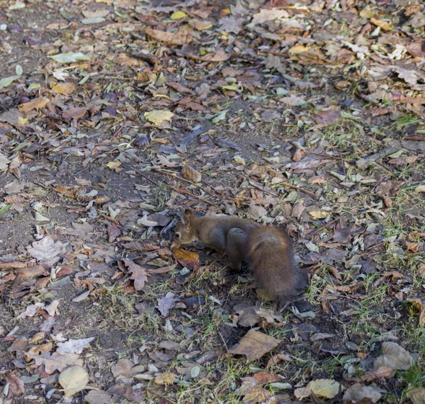 Un écureuil libre dans la nature — Photo