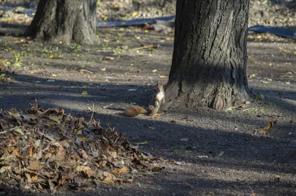 Un écureuil libre dans la nature — Photo